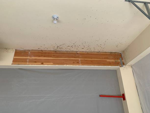 Best Flood Damage  in Sandia Knolls, NM